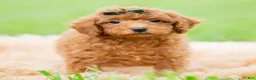 Toy Poodle dogs for sale: Roku AKC - Ad 4