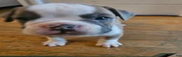Olde English Bulldogge dogs for sale: Olde English Bulldogge 7 - Ad 4