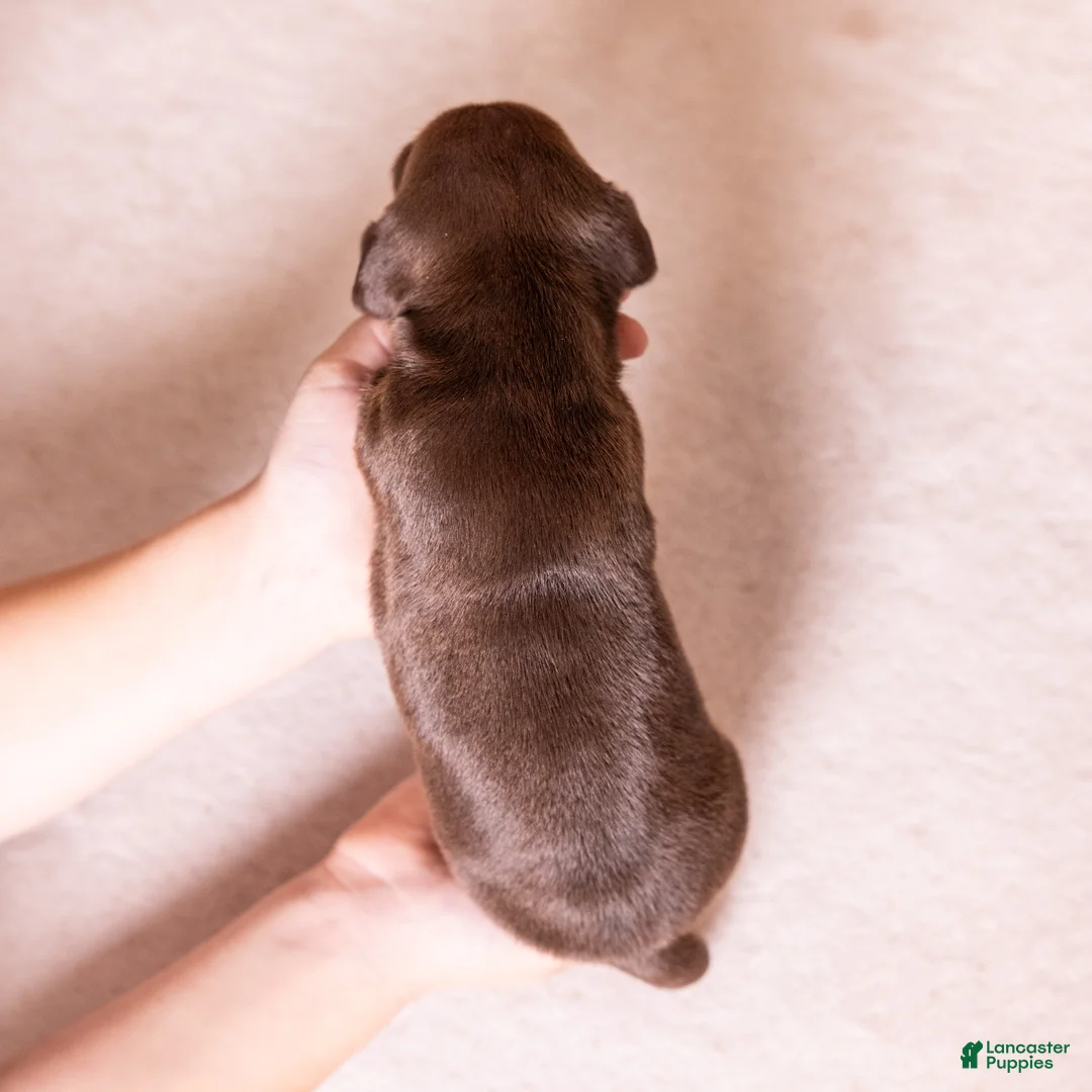 Miniature Dachshund dogs for sale: Flint - Ad 4