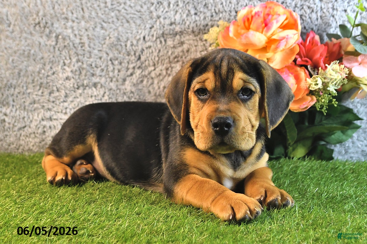 Beabull dogs Turnner - Ad 2