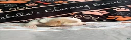 Basset Hound dogs for sale: Basset Hound 4 - Ad 2