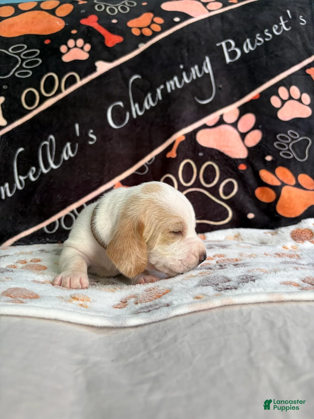 Basset Hound dogs for sale: Basset Hound 4 - Ad 2