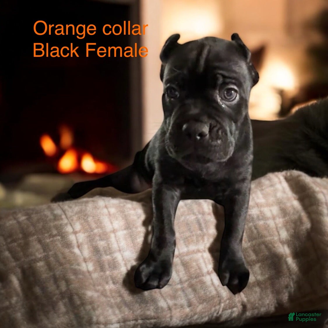 Cane Corso dogs Orange - Ad 20