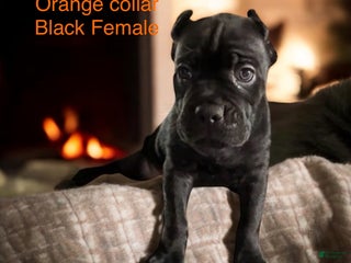 Cane Corso dogs Orange - Ad 35