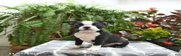 Boston Terrier dogs for sale: Porter - Ad 2