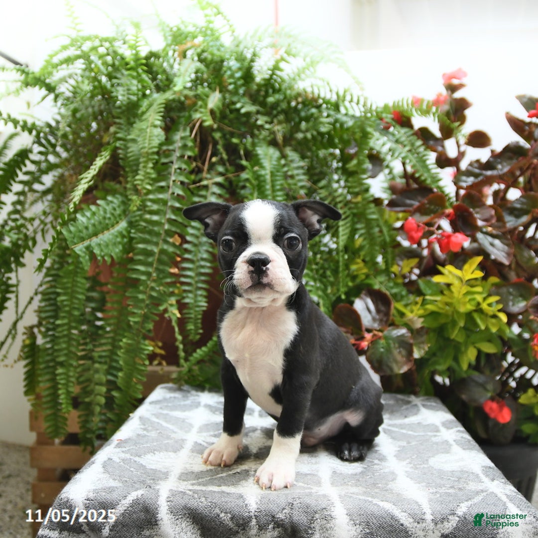 Boston Terrier dogs for sale: Porter - Ad 2