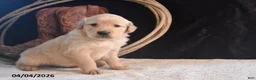 Golden Retriever dogs for sale: Kyle - Ad 1