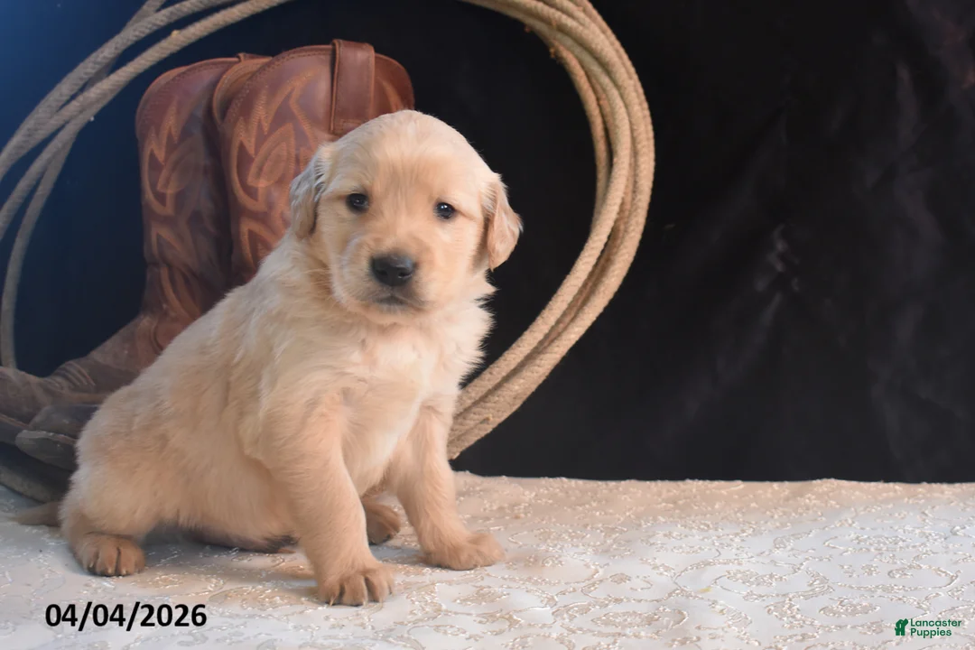 Golden Retriever dogs for sale: Kyle - Ad 1