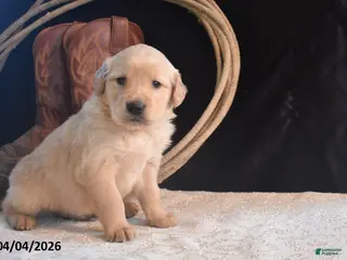 Golden Retriever dogs for sale: Kyle - Ad 2