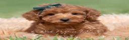 Maltipoo dogs for sale: Putt Putt F1 - Ad 8