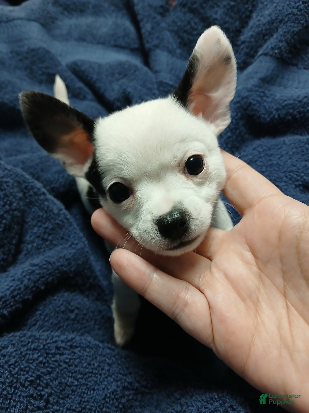 Chihuahua dogs for sale: Domino - Ad 1