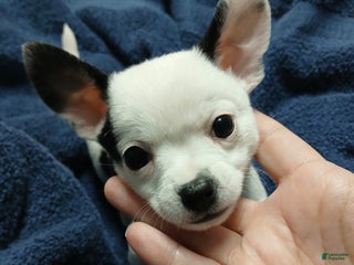 Chihuahua dogs Domino - Ad 15