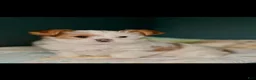 Mixed Breed dogs for sale: Piper - Ad 5