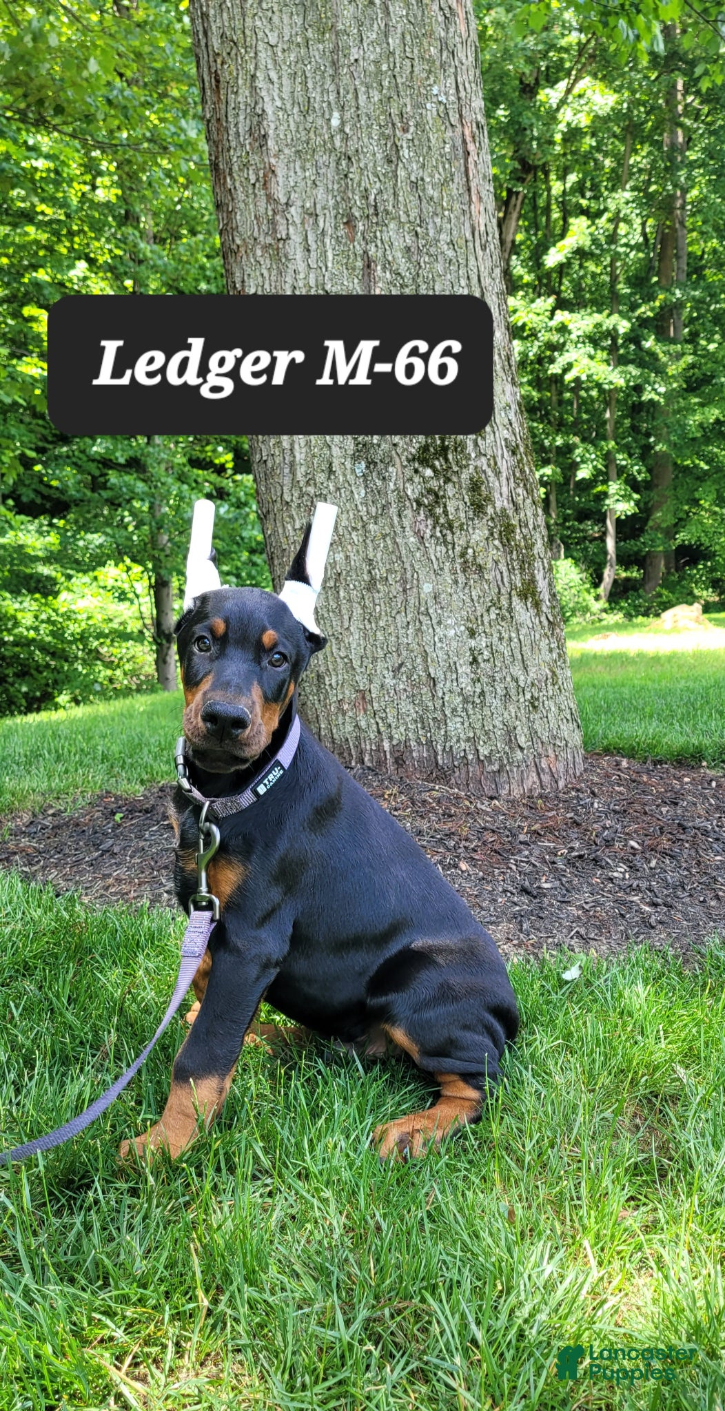 Doberman Pinscher dogs LEDGER  - Ad 16