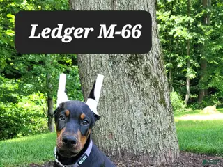 Doberman Pinscher dogs LEDGER - Ad 16