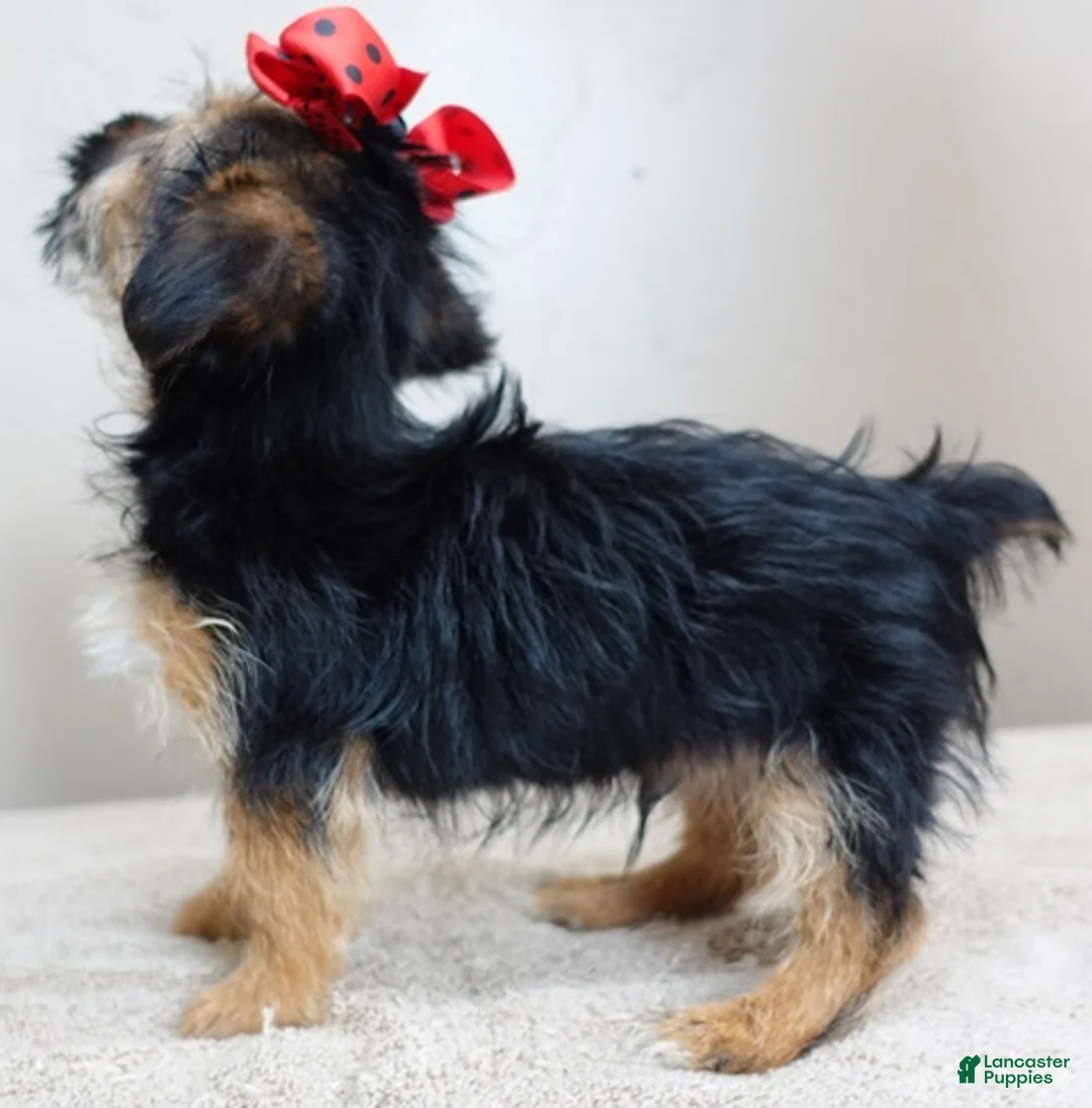 Yorkshire Terrier dogs for sale: Little guy 2 lbs - Ad 17