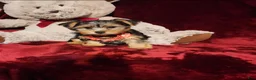 Yorkshire Terrier dogs for sale: CHLOE - Ad 3