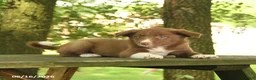 Border Collie dogs for sale: Flower - Ad 5