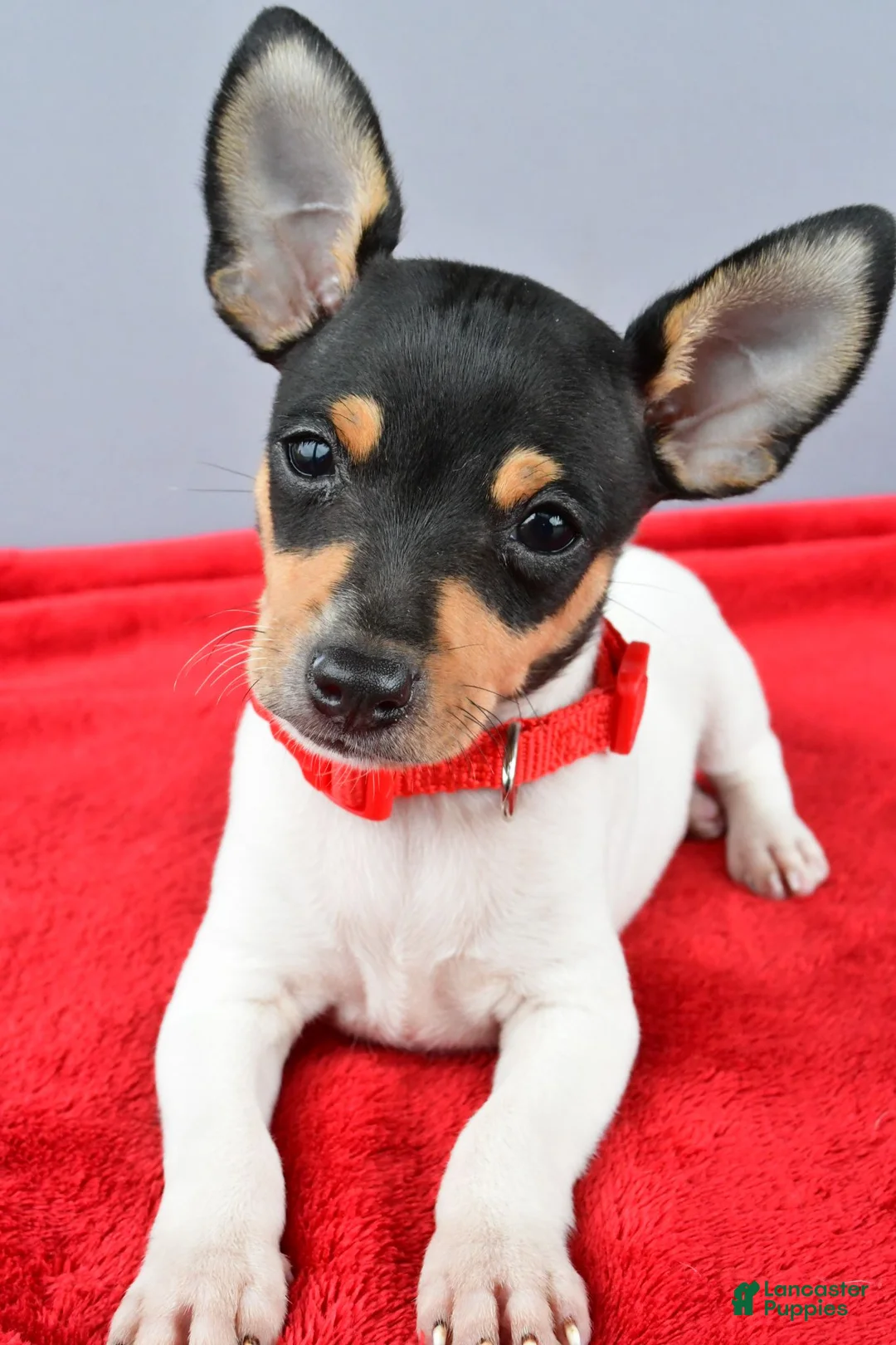 Toy Fox Terrier dogs for sale: Duke - Ad 2