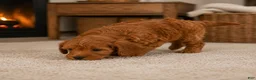 Cavapoo dogs for sale: Jessie - Ad 7