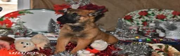 Belgian Malinois dogs for sale: Diesel - Ad 17