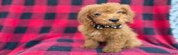 Cockapoo dogs for sale: Cash - Ad 4
