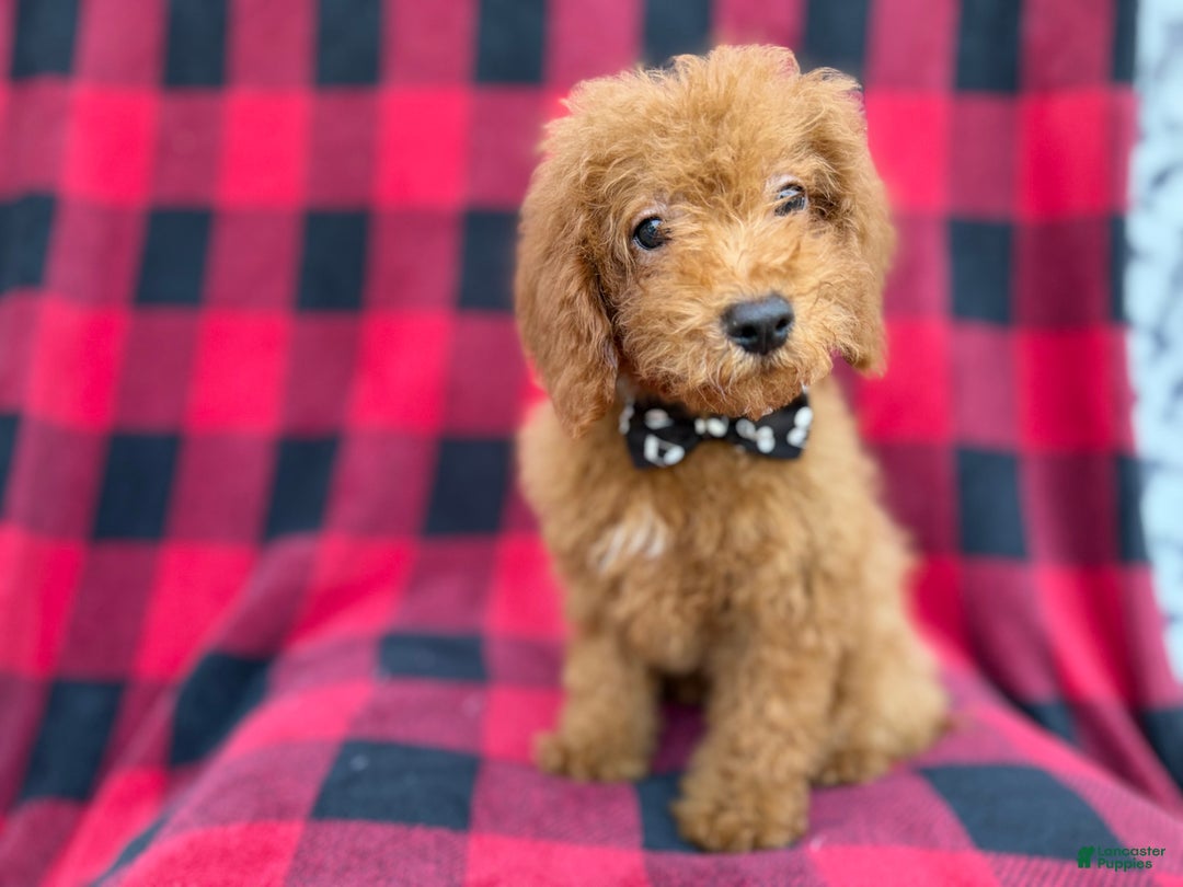 Cockapoo dogs for sale: Cash - Ad 4