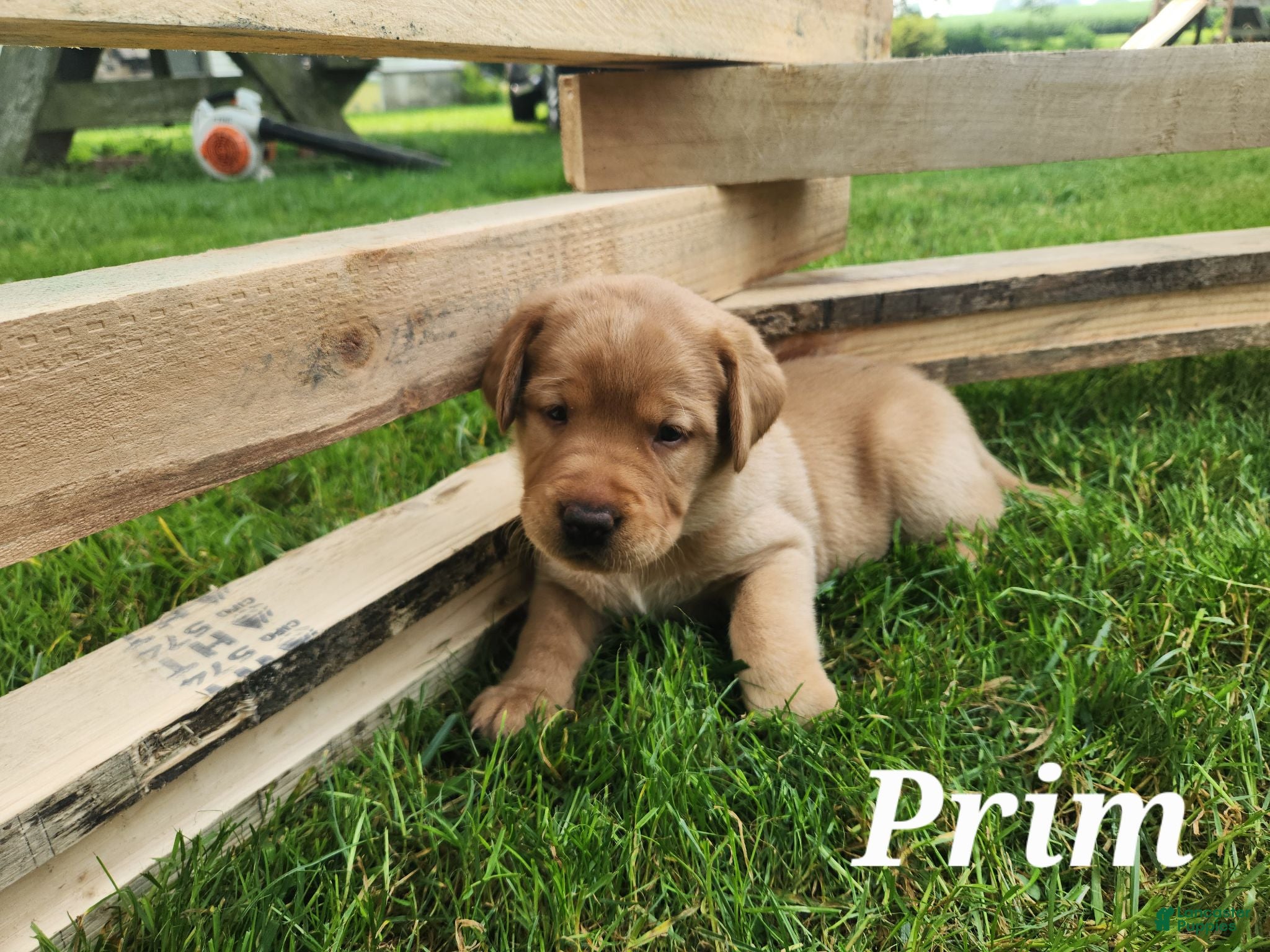 Labrador Retriever dogs Labrador Retriever- Prim - Ad 25