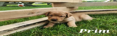 Labrador Retriever- Prim