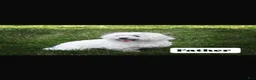 Maltese dogs for sale: Blue - Ad 3