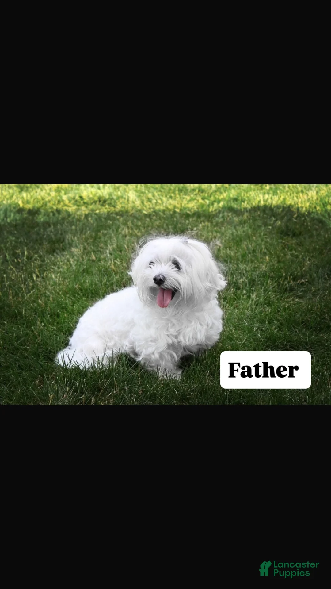 Maltese dogs for sale: Bobby - Ad 3
