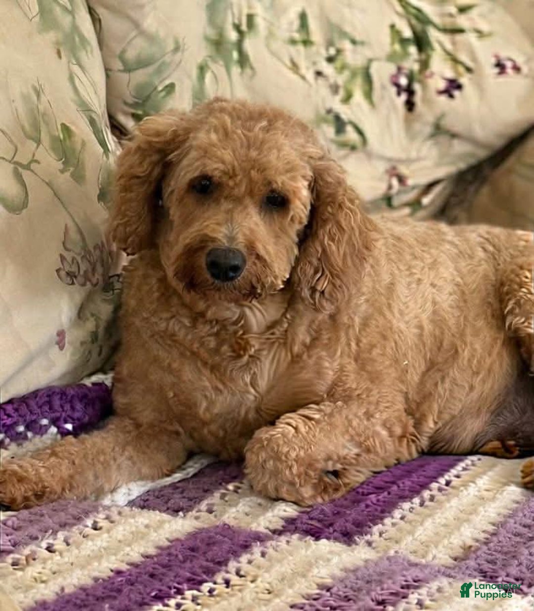 Mini Goldendoodle dogs for sale: Penny - Ad 4