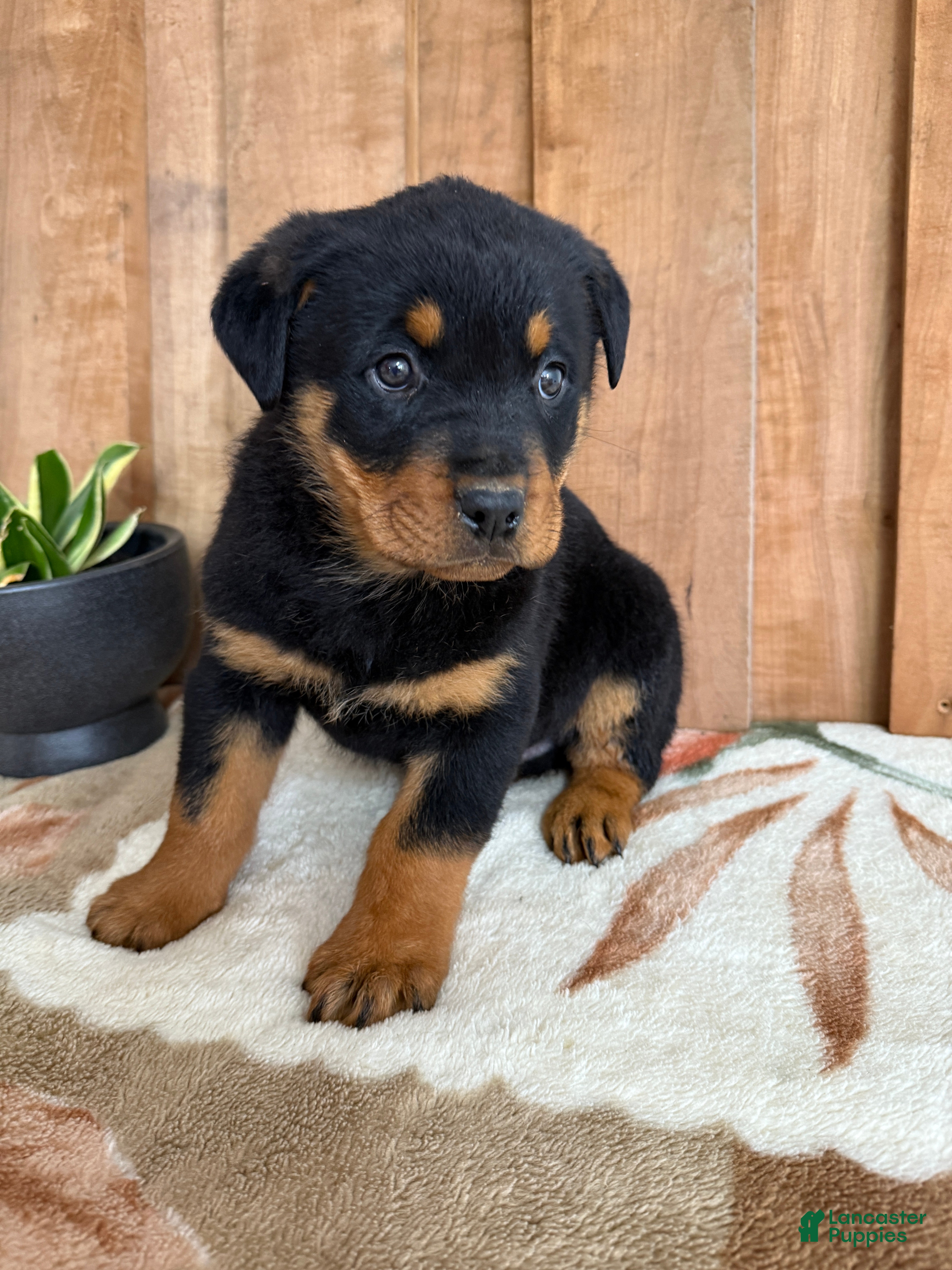 Rottweiler dogs Leo - Ad 11
