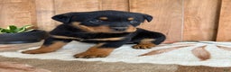 Rottweiler dogs for sale: Leo - Ad 1