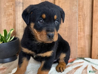 Rottweiler dogs Leo - Ad 21