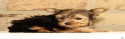 Yorkshire Terrier dogs for sale: Princess - Ad 5