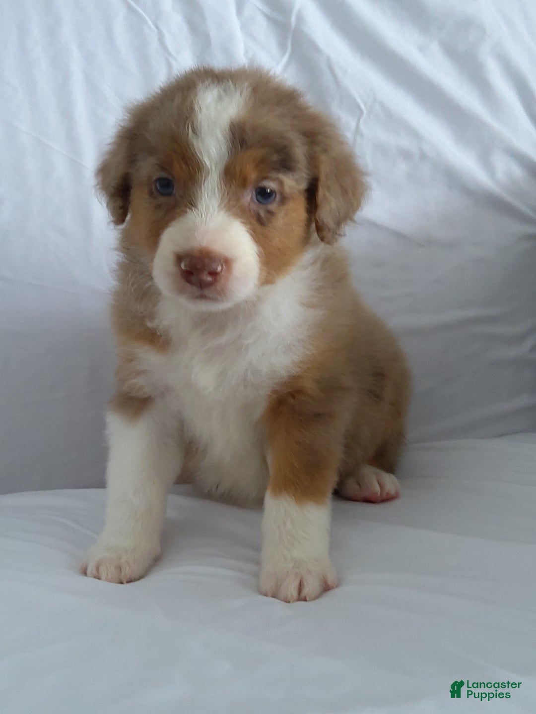 Aussiedoodle dogs for sale: Chan - Ad 3