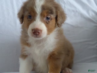 Aussiedoodle dogs Chan - Ad 24