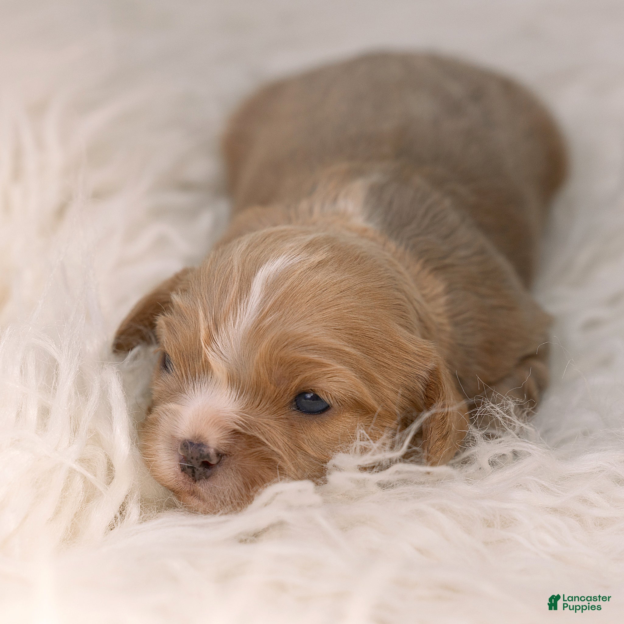 Cavalier King Charles Spaniel dogs Mylon Cavalier King Charles Spaniel  - Ad 1
