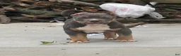 American Bully dogs for sale: American Bully 1 - Ad 2