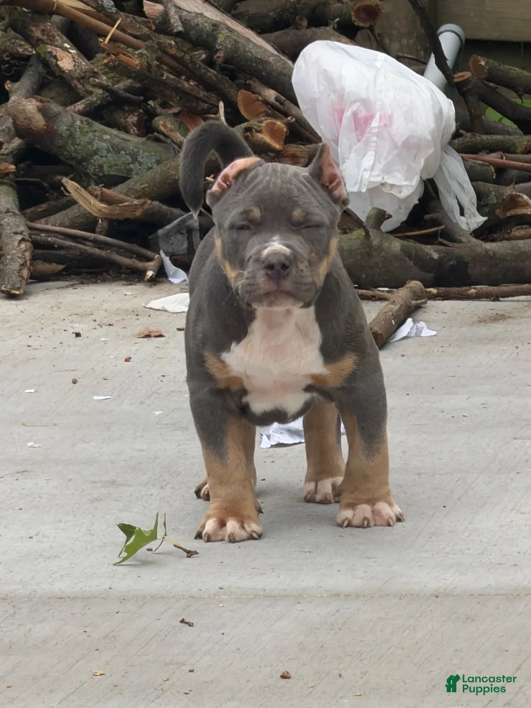 American Bully dogs for sale: American Bully 1 - Ad 2