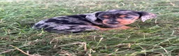 Miniature Dachshund dogs for sale: Lilly - Ad 5