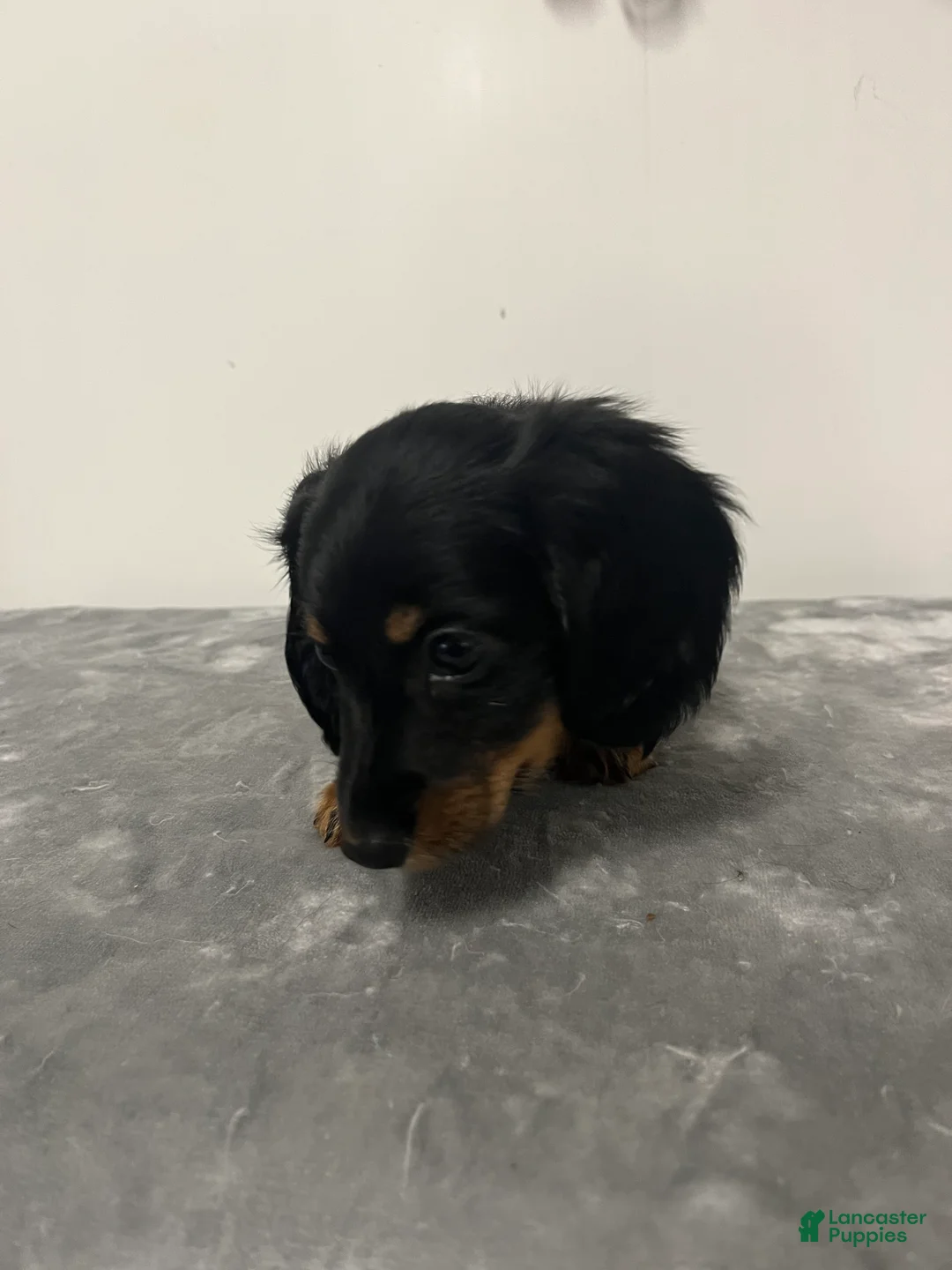 Miniature Dachshund dogs for sale: Miniature Dachshund omar - Ad 2