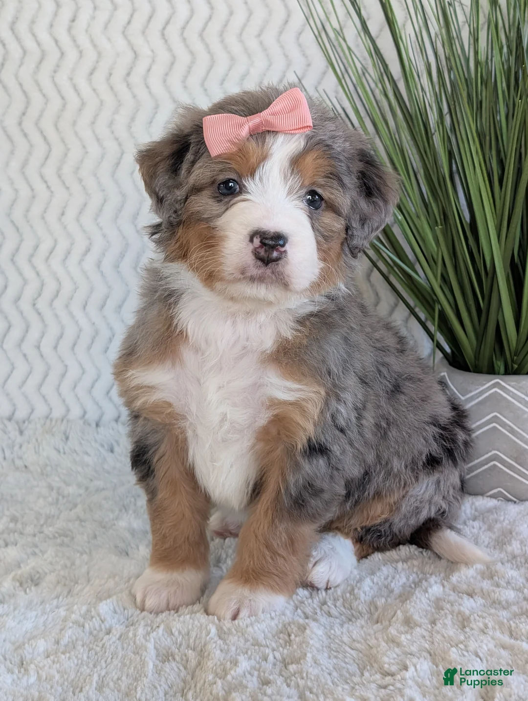 Mini Bernedoodle dogs for sale: Mini Indy  - Ad 27