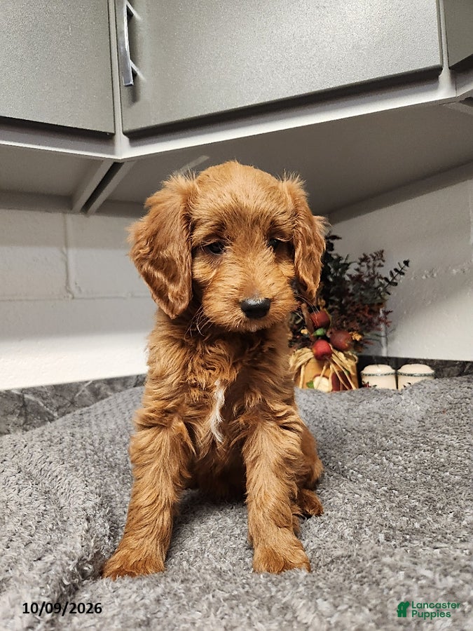 Mini Goldendoodle dogs Blossom - Ad 1