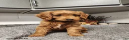 Mini Goldendoodle dogs for sale: Blossom - Ad 1