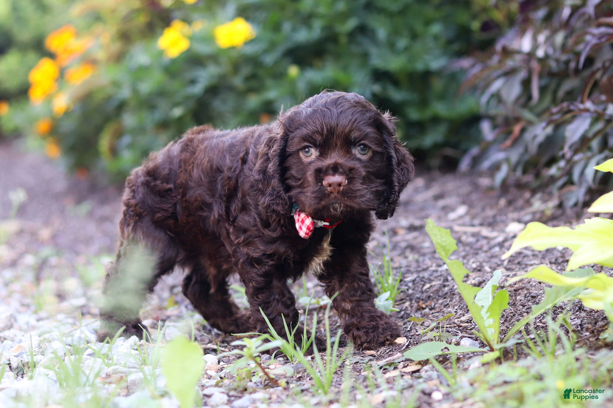 Cocker Spaniel dogs Kobe - Ad 2
