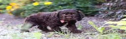 Cocker Spaniel dogs for sale: Kobe - Ad 2