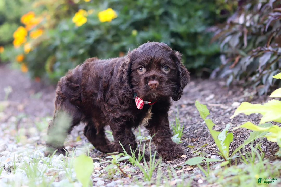 Cocker Spaniel dogs for sale: Kobe - Ad 2