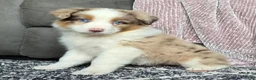 Australian Shepherd dogs for sale: Willow - Ad 12